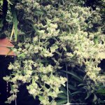 large_dr-grinspoon_3_029446.jpg