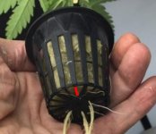 net-pot-clip.jpg