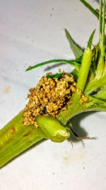 bud-worm-caterpillar5-maybe-something-else.jpg
