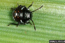 southern_green_stink_bug06.jpg