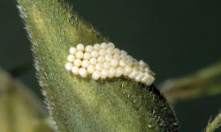 southern_green_stink_bug04.jpg