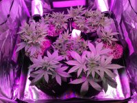 IMG_5934.JPG