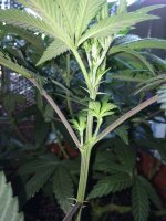 IMG_1686.JPG