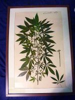 framed-cannabis-plant.jpg