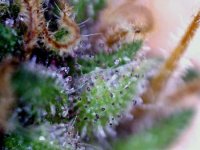 trichomes-turning-purple.jpg