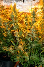 Getting Closer.jpg