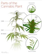cannabis-parts.jpg
