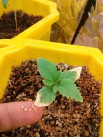 photo1154.jpg