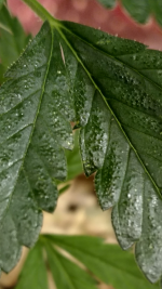 photo1244.png