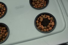 sprouted.JPG sprouted.JPG