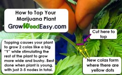 how-to-top-your-marijuana-plant.jpg