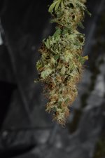 DSC_0173.JPG