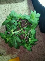 photo2076.JPG