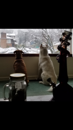 photo11010.png