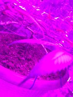 photo11443.jpg