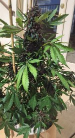 PK-1 Harvest Day Last Pic.jpg