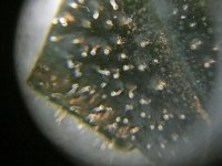 PK-1 Trichomes Harvest Day (83 days from seed pop).jpg