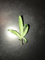 IMG_0564.JPG