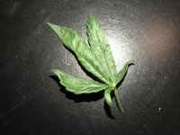 IMG_0565.JPG