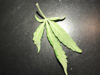 IMG_0566.JPG