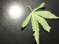 IMG_0568.JPG