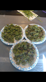 photo105107.png