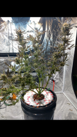 photo105124.png