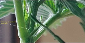pistil.jpg