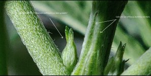 preflower-or-stem.jpg