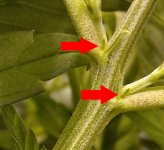 photo105847.jpg