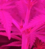 photo105874.png