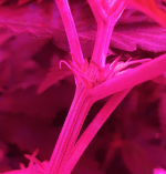 photo105875.png