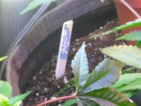 IMG_20200521_071710.jpg