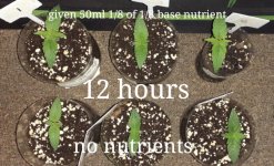 photo106397.jpg