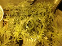 IMG_20200525_023054394.jpg