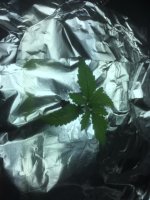 Weeeed2.jpg