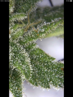 photo107016.png
