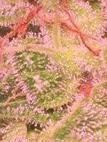photo107043.jpg