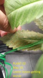 2020-05-29 plant 02 leaf damage bottom.jpg 2020-05-29 plant 02 leaf damage bottom.jpg