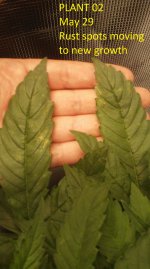 2020-05-29 plant 02 leaf damage spreading.jpg 2020-05-29 plant 02 leaf damage spreading.jpg