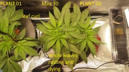 2020-05-30 plant 02 top view.jpg 2020-05-30 plant 02 top view.jpg
