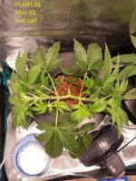 2020-05-31 plant 01 defoliated.jpg 2020-05-31 plant 01 defoliated.jpg