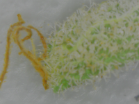 1FF9196B-C41A-4266-BFE2-95CE912B22BA.png