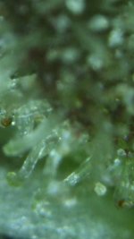 photo107738.jpg