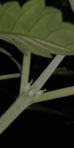 photo107868.png