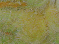 CD51389E-AB6A-4C18-B4C7-6AAE17D452EF.png