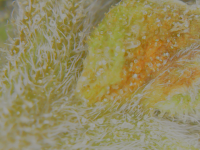 4D252D0E-D9E5-4747-884B-136DBA9F9EF2.png