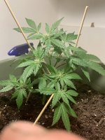 photo108056.jpg