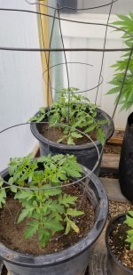 photo108274.jpg