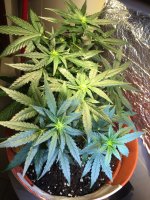 6CA095FA-E542-49E9-B943-F89DDBCECF28.jpeg